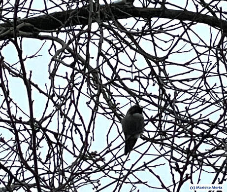 Anna's Hummingbird in Winter Tree with Bare Branches