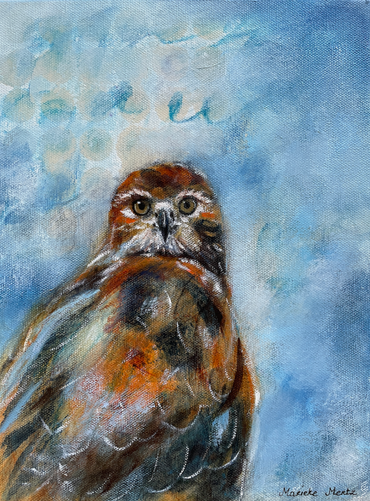 Red Tailed Hawk Raising Eyebrows Original Bird Painting