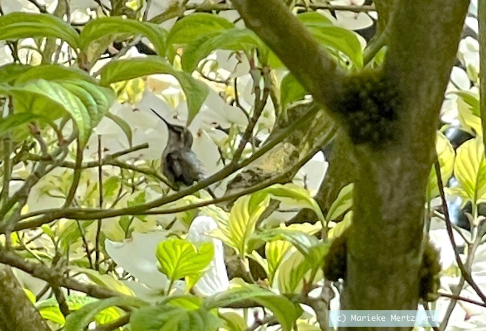 Anna's hummingbird in dogwood tree
