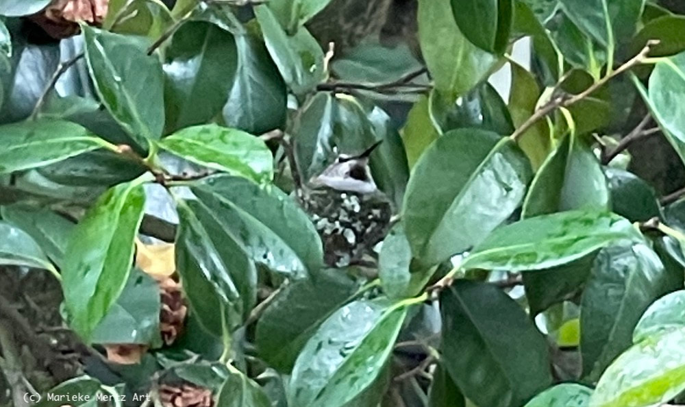 Female Anna's Hummingbird on Nest 